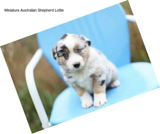 Miniature Australian Shepherd Lottie