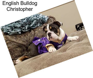 English Bulldog Christopher