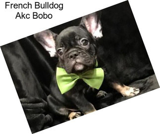 French Bulldog Akc Bobo