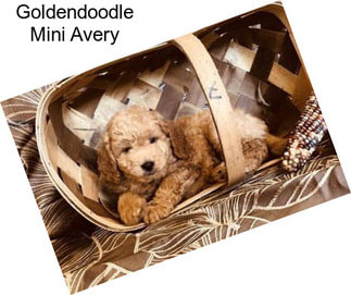 Goldendoodle Mini Avery