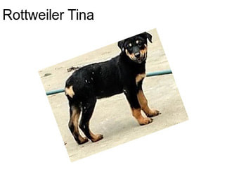 Rottweiler Tina