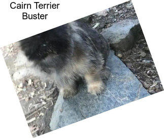 Cairn Terrier Buster