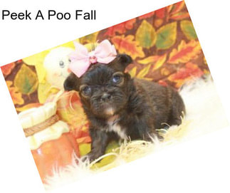 Peek A Poo Fall