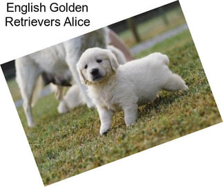 English Golden Retrievers Alice