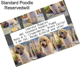 Standard Poodle Reservedwill