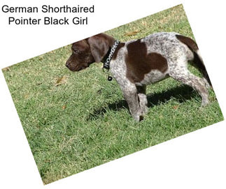 German Shorthaired Pointer Black Girl