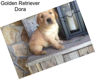 Golden Retriever Dora