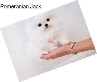 Pomeranian Jack