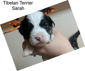 Tibetan Terrier Sarah