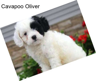 Cavapoo Oliver