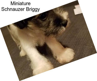 Miniature Schnauzer Briggy