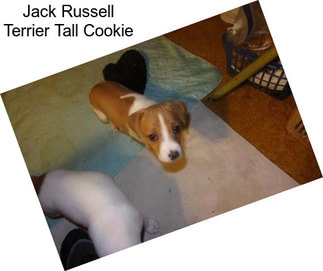 Jack Russell Terrier Tall Cookie