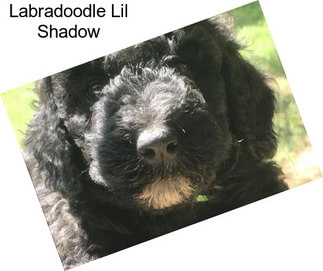 Labradoodle Lil Shadow