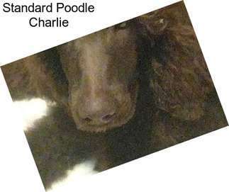 Standard Poodle Charlie