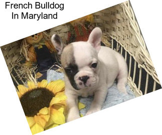 French Bulldog In Maryland