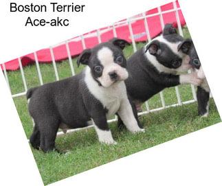 Boston Terrier Ace-akc