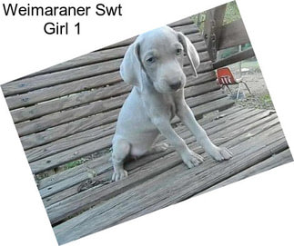 Weimaraner Swt Girl 1