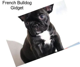 French Bulldog Gidget