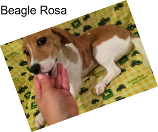 Beagle Rosa