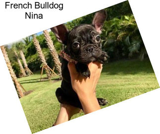 French Bulldog Nina
