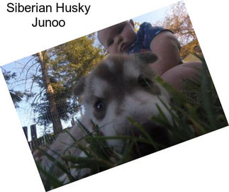 Siberian Husky Junoo