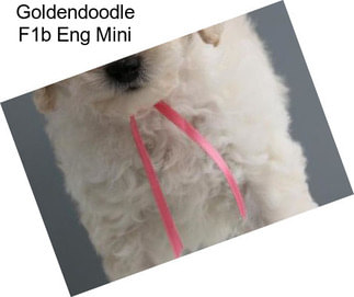 Goldendoodle F1b Eng Mini