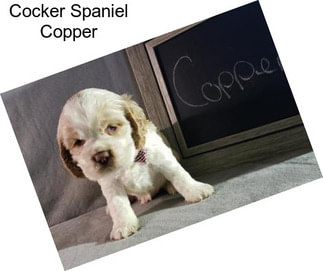 Cocker Spaniel Copper