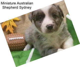 Miniature Australian Shepherd Sydney