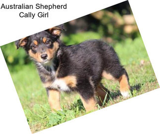 Australian Shepherd Cally Girl