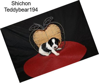 Shichon Teddybear194