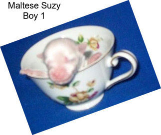 Maltese Suzy Boy 1