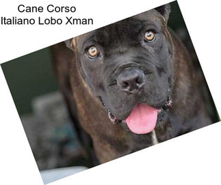 Cane Corso Italiano Lobo Xman