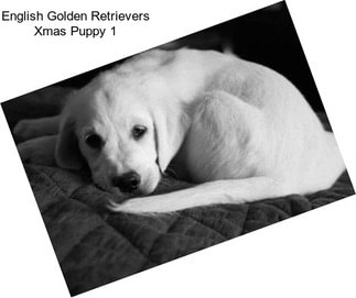 English Golden Retrievers Xmas Puppy 1
