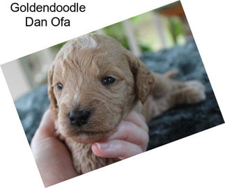 Goldendoodle Dan Ofa