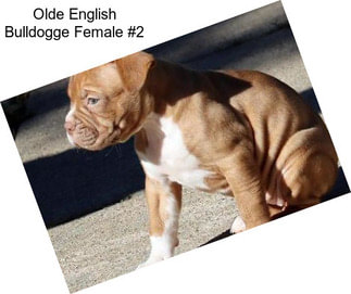 Olde English Bulldogge Female #2