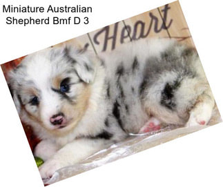 Miniature Australian Shepherd Bmf D 3