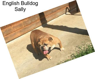English Bulldog Sally