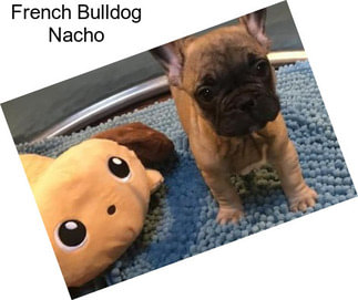 French Bulldog Nacho