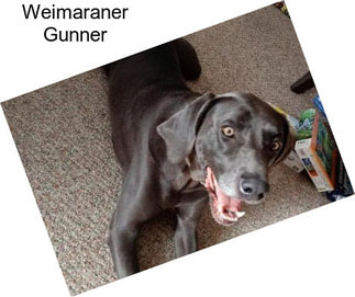 Weimaraner Gunner