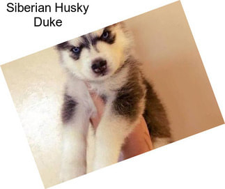 Siberian Husky Duke