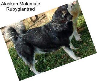 Alaskan Malamute Rubygiantred