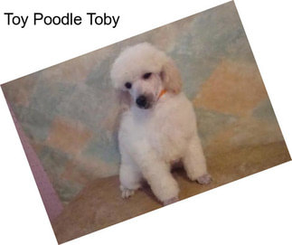 Toy Poodle Toby