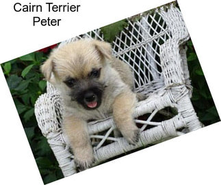 Cairn Terrier Peter