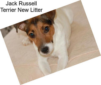 Jack Russell Terrier New Litter