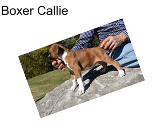 Boxer Callie