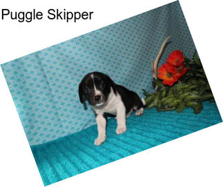 Puggle Skipper