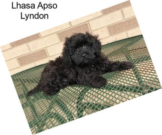 Lhasa Apso Lyndon