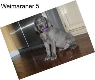 Weimaraner 5