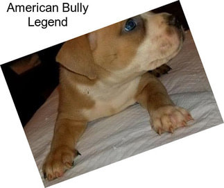 American Bully Legend