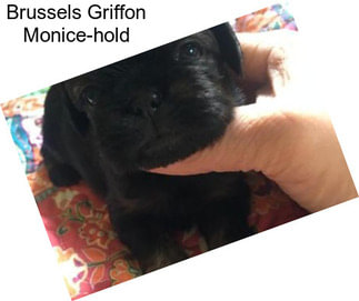 Brussels Griffon Monice-hold